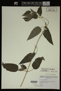 Image Associated With the Occurrence