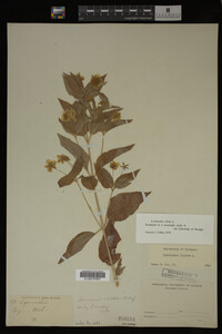 Image Associated With the Occurrence
