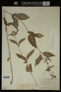 Image Associated With the Occurrence