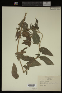 Image Associated With the Occurrence