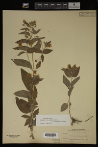 Image Associated With the Occurrence