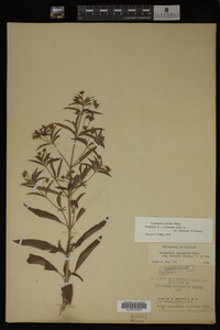 Image Associated With the Occurrence