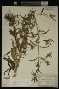 Image Associated With the Occurrence