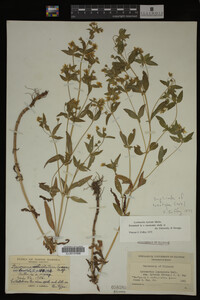Image Associated With the Occurrence