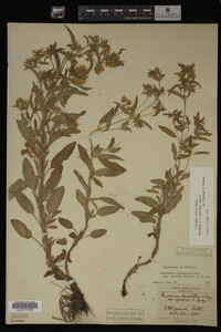 Image Associated With the Occurrence