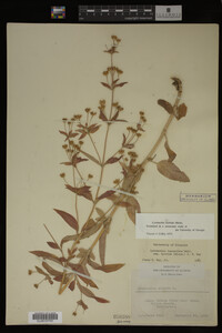 Image Associated With the Occurrence