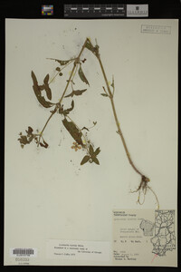 Image Associated With the Occurrence