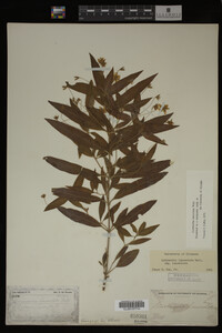Image Associated With the Occurrence
