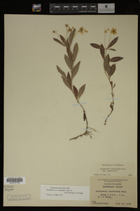 Image Associated With the Occurrence