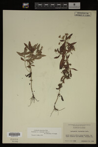 Image Associated With the Occurrence