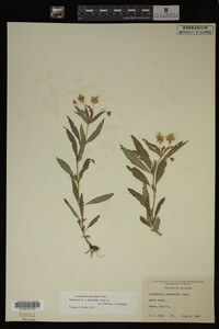 Image Associated With the Occurrence