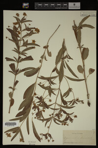 Image Associated With the Occurrence