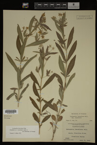 Image Associated With the Occurrence