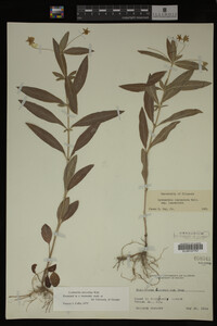 Image Associated With the Occurrence