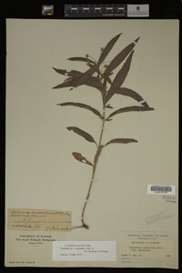 Image Associated With the Occurrence