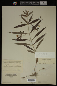 Image Associated With the Occurrence