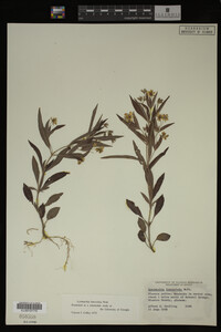 Image Associated With the Occurrence