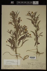 Image Associated With the Occurrence