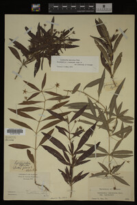 Image Associated With the Occurrence