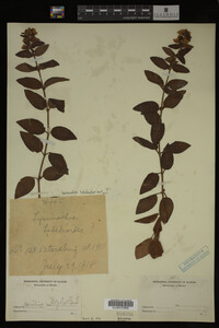 Image Associated With the Occurrence