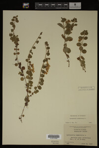 Image Associated With the Occurrence