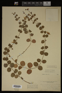 Image Associated With the Occurrence