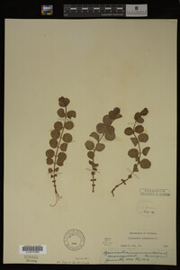 Image Associated With the Occurrence