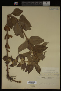 Image Associated With the Occurrence