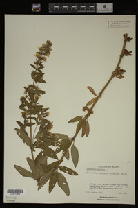 Image Associated With the Occurrence