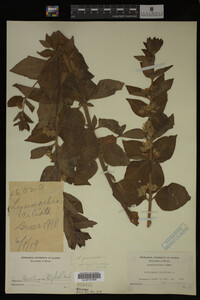 Image Associated With the Occurrence