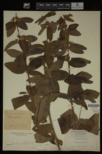 Image Associated With the Occurrence