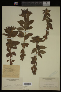 Image Associated With the Occurrence
