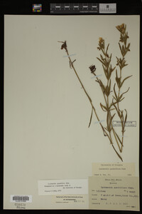 Image Associated With the Occurrence