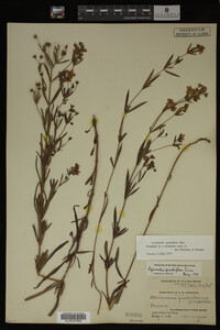 Image Associated With the Occurrence