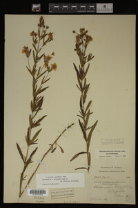 Image Associated With the Occurrence