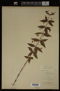 Image Associated With the Occurrence