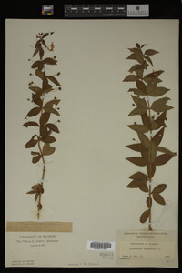 Image Associated With the Occurrence