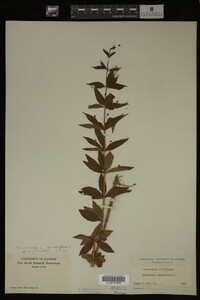 Image Associated With the Occurrence