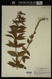 Image Associated With the Occurrence