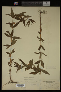 Image Associated With the Occurrence