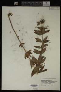 Image Associated With the Occurrence