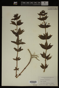 Image Associated With the Occurrence