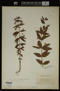 Image Associated With the Occurrence