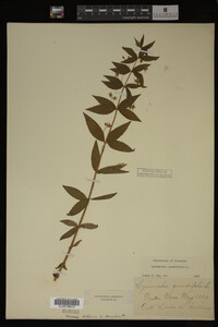 Image Associated With the Occurrence