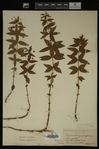 Image Associated With the Occurrence