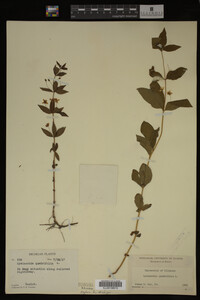 Image Associated With the Occurrence