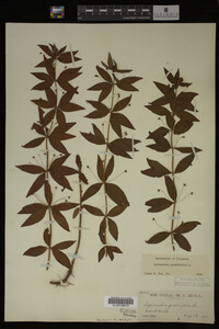 Image Associated With the Occurrence