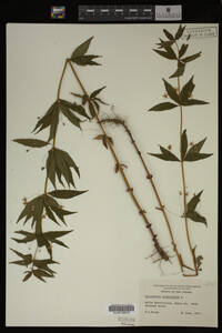 Image Associated With the Occurrence