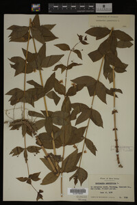 Image Associated With the Occurrence