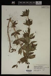Image Associated With the Occurrence